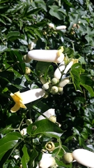 Amphilophium crucigerum