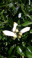 Amphilophium crucigerum