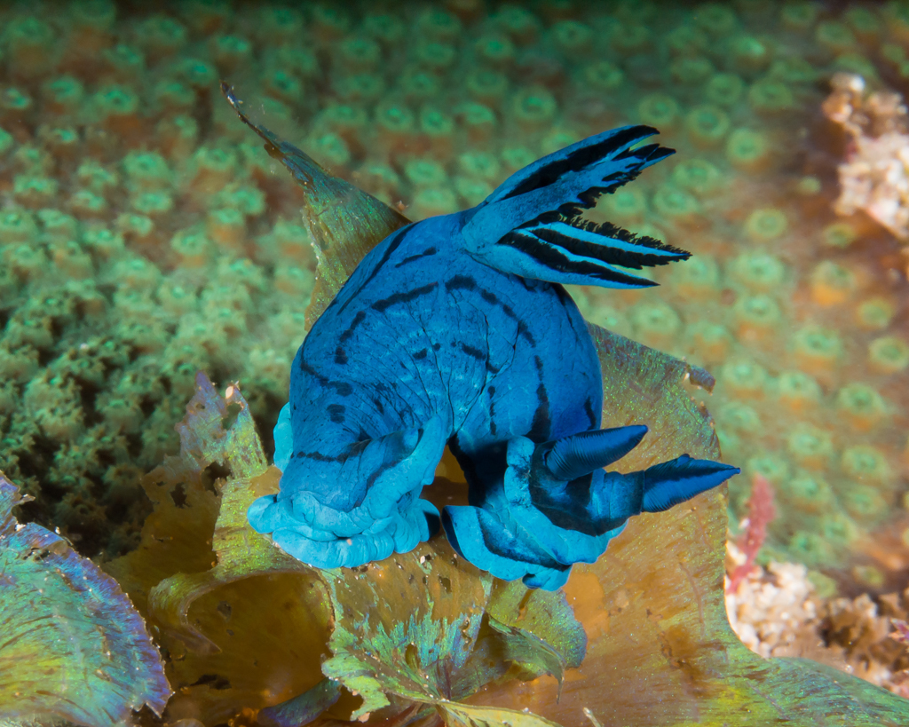 Tambja caeruleocirrus