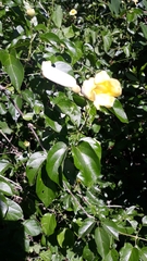 Amphilophium crucigerum