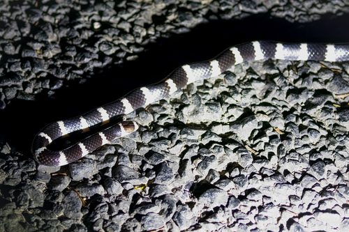 Eastern Bandy Bandy sighting