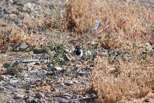 Moroccan Wagtail
