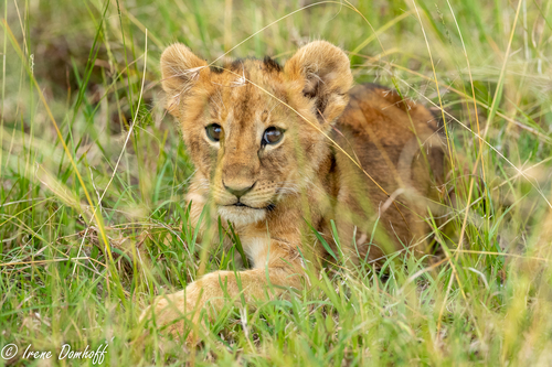 Lion, photo 6 of 9