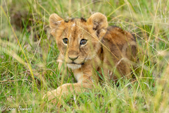 Lion photo 4