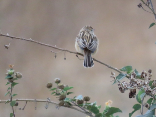 Zitting Cisticola