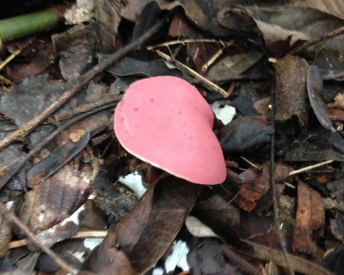 mauve elfcup