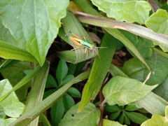 Caryanda spuria