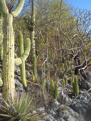 Cephalocereus nudus