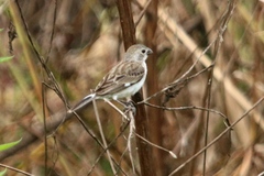 Sporophila telasco