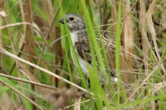 Sporophila telasco