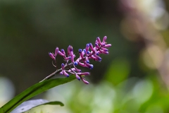 Aechmea gracilis