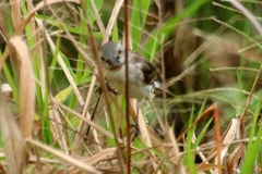 Sporophila telasco