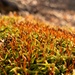 Entodon Mosses - Photo (c) Sandy Wolkenberg, some rights reserved (CC BY), uploaded by Sandy Wolkenberg
