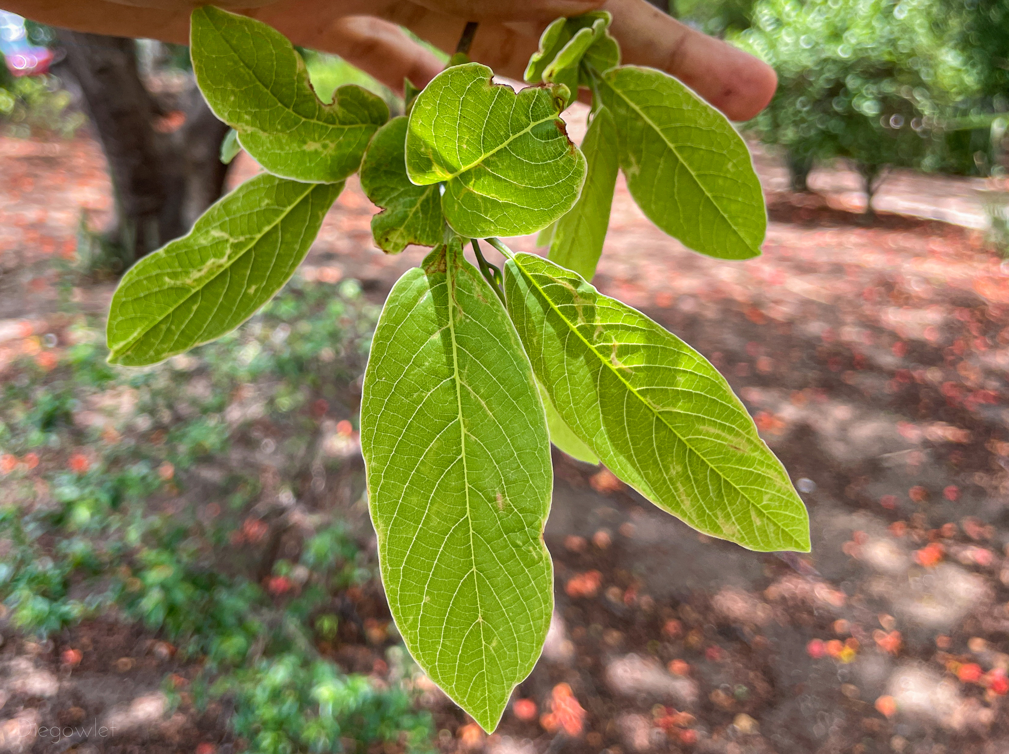Imagem de Ilamóia