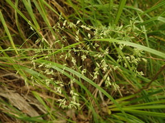 Poa anceps