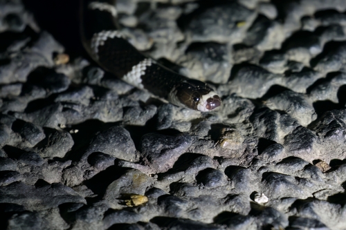 Eastern Bandy Bandy sighting