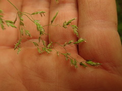 Poa anceps