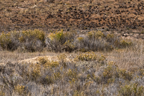 Chien de prairie de l'Utah observed by xavierpiron