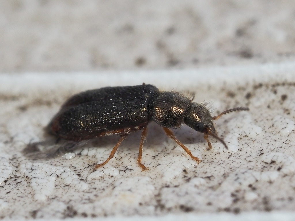 Aplocnemus marginatus