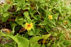 Wedelia calycina