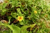 Smallflower Creepingoxeye - Photo (c) Elizabeth Haber, some rights reserved (CC BY-NC), uploaded by Elizabeth Haber
