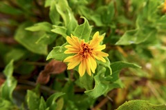 Wedelia calycina