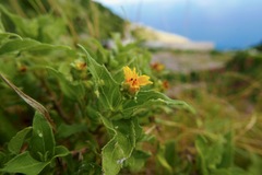 Wedelia calycina