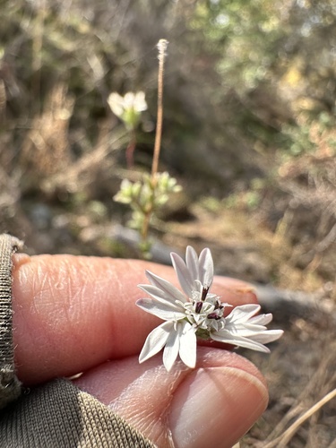 whitecrown (Holozonia filipes)
