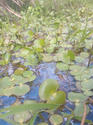Two-leaved Marsilea (Regnellidium diphyllum)
