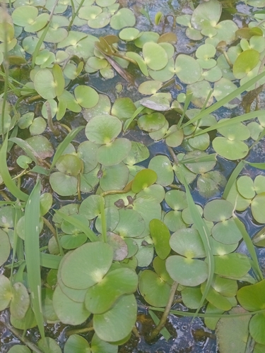 Regnellidium diphyllum, photograph 2