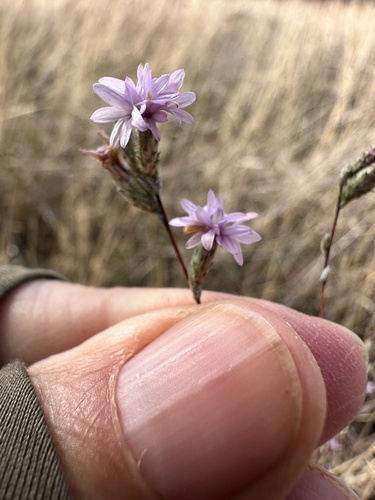 Sierra lessingia (Lessingia leptoclada)