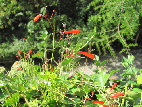 Russelia equisetiformis