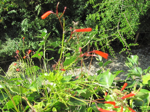 Russelia equisetiformis