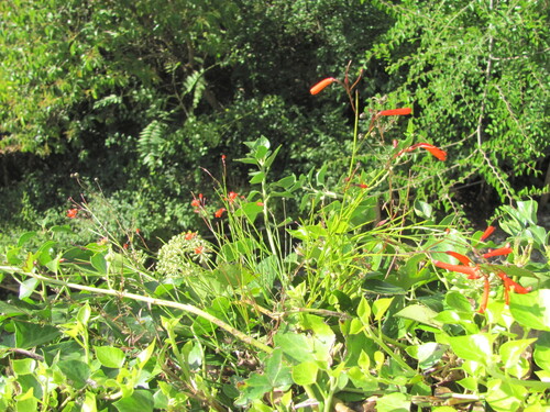 Russelia equisetiformis
