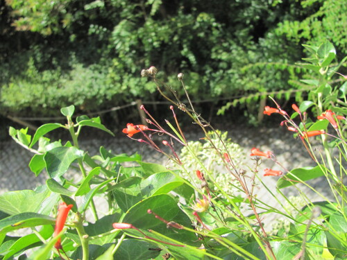 Russelia equisetiformis