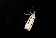 Scoparia rotuella