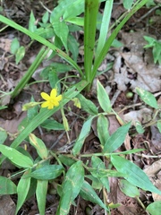 Hypoxis angustifolia buchananii