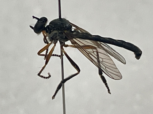 Unknown species found near Emerald St, Wakefield, MA, US