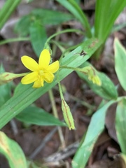 Hypoxis angustifolia buchananii