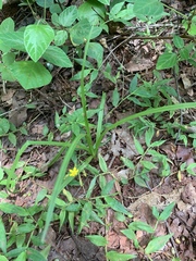 Hypoxis angustifolia buchananii