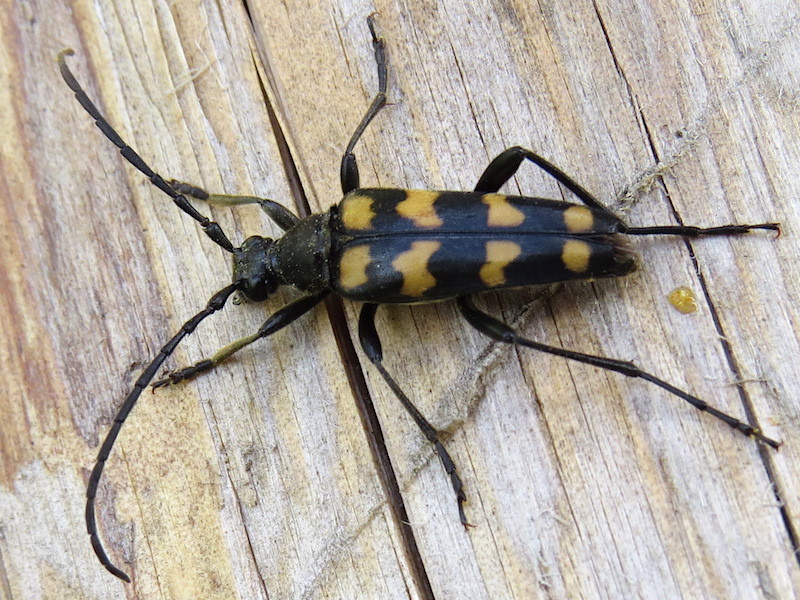 Four-banded longhorn beetle