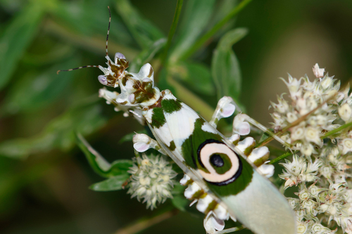 Pseudocreobotra wahlbergi Stal, 1871