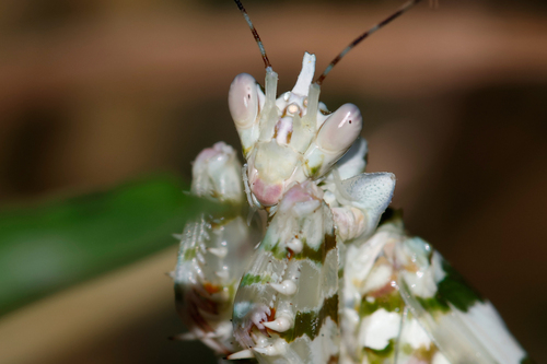 Common Spiny Flower Mantis