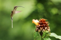 Phaethornis longirostris baroni