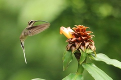Phaethornis longirostris baroni