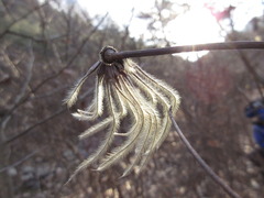 Clematis patens