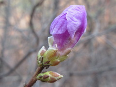 Rhododendron mucronulatum