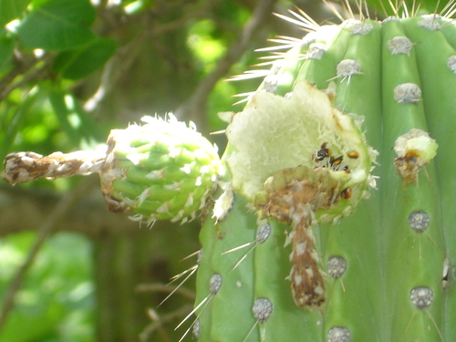 Cephalocereus nudus