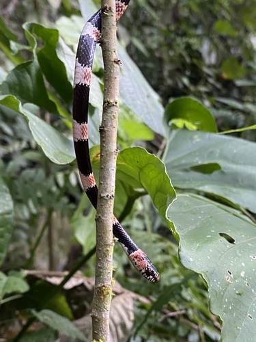 Photo of a El Oro Snail Eater (Dipsas bobridgelyi)