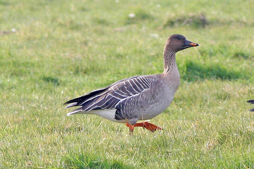 Tundra Bean Goose